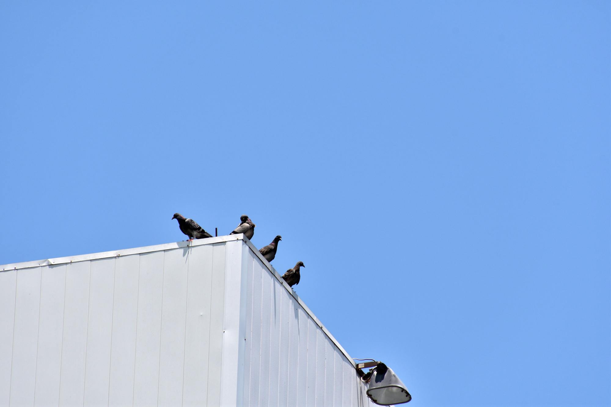 鳩やカラスなど鳥害対策の推進